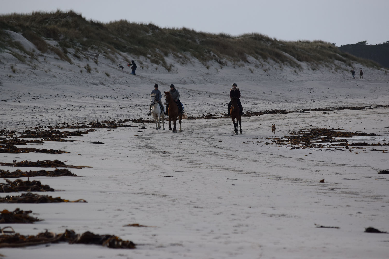 ballade-sur-la-plage-des-trois-moutons40