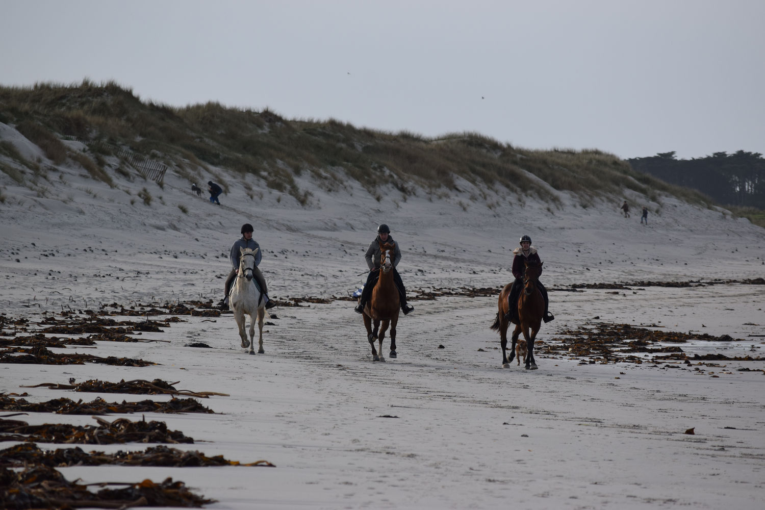 ballade-sur-la-plage-des-trois-moutons43