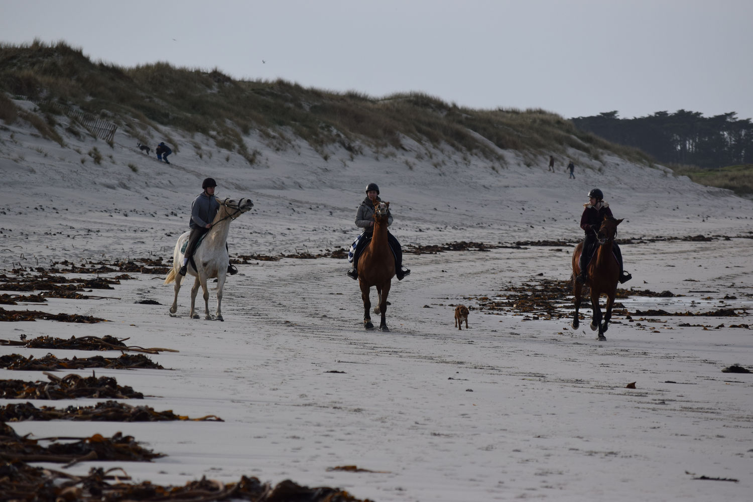 ballade-sur-la-plage-des-trois-moutons44