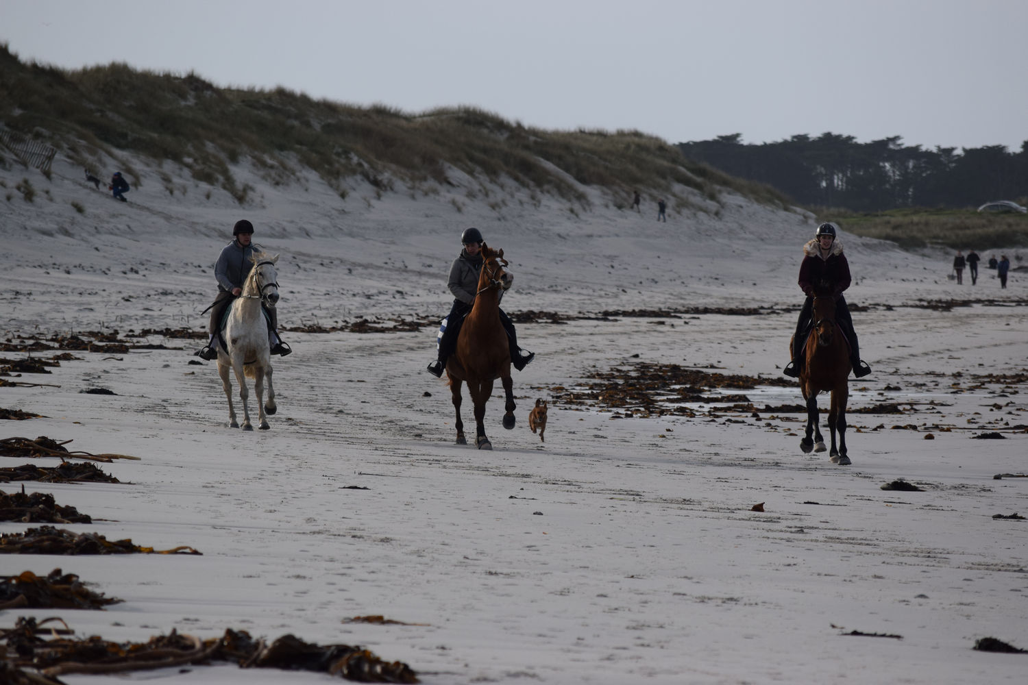 ballade-sur-la-plage-des-trois-moutons45