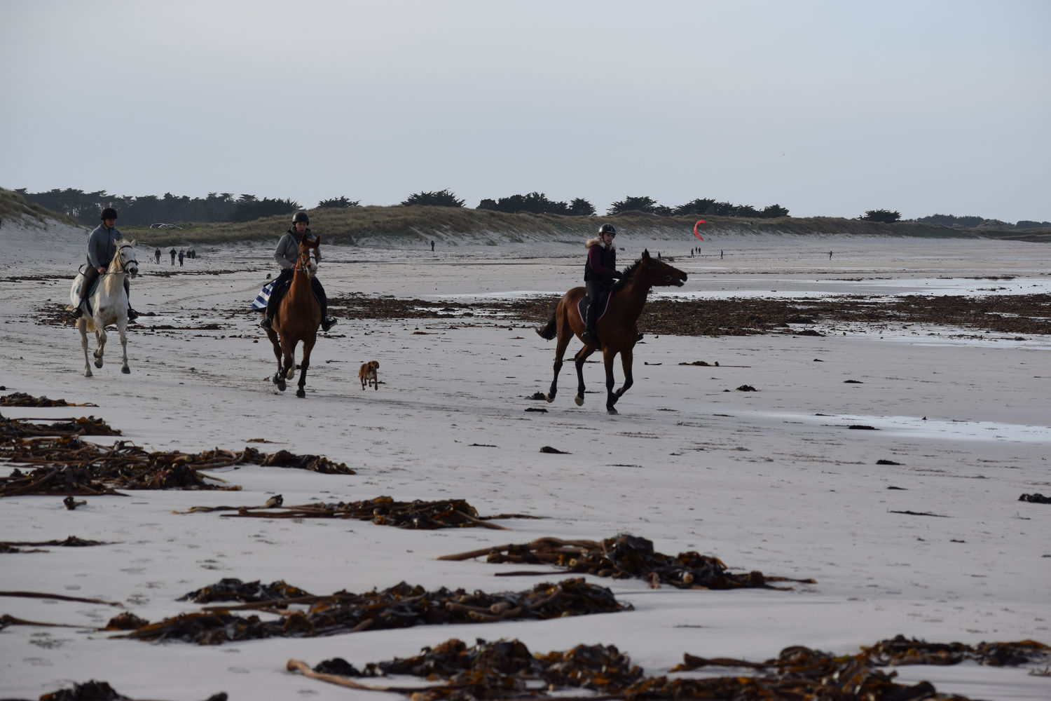 ballade-sur-la-plage-des-trois-moutons46