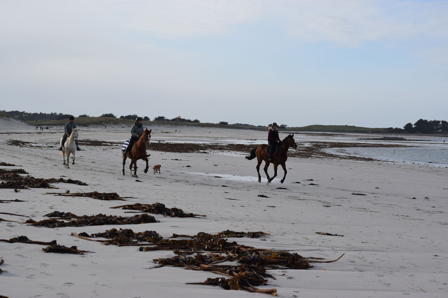 ballade-sur-la-plage-des-trois-moutons48