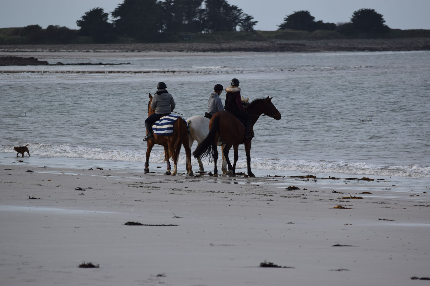 ballade-sur-la-plage-des-trois-moutons67