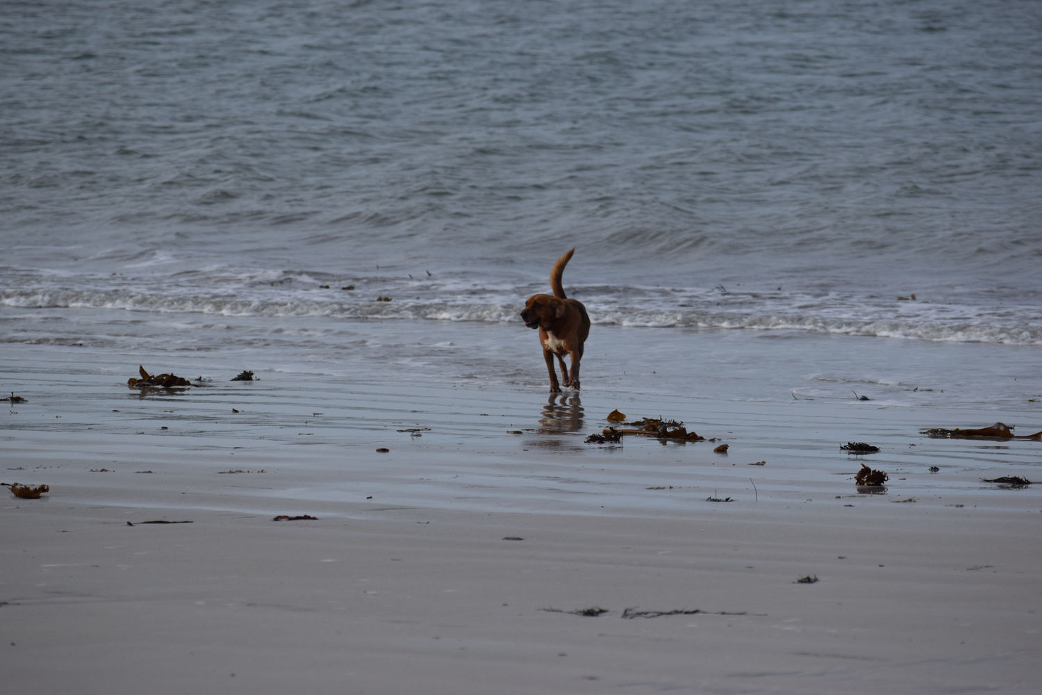 ballade-sur-la-plage-des-trois-moutons72