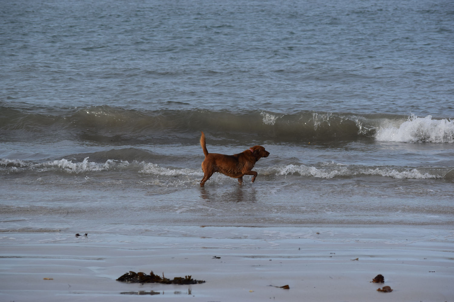 ballade-sur-la-plage-des-trois-moutons79