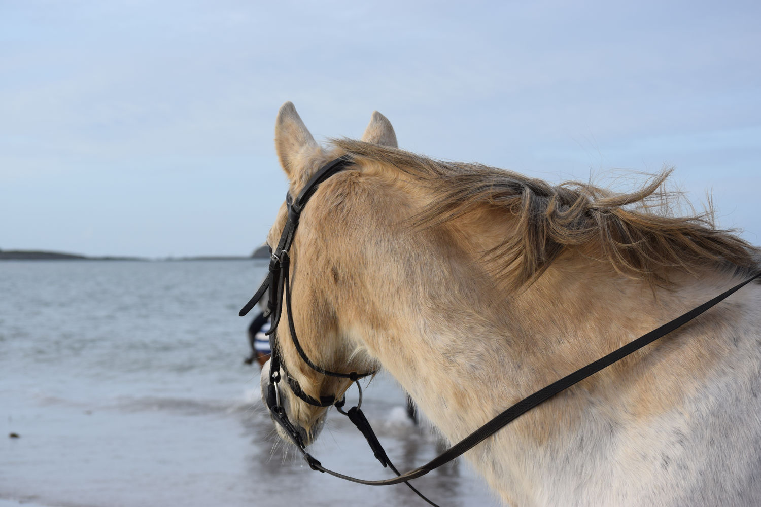 ballade-sur-la-plage-des-trois-moutons86