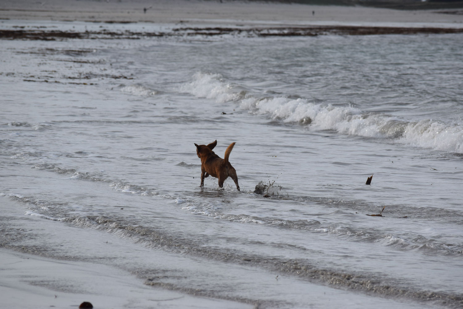 ballade-sur-la-plage-des-trois-moutons92