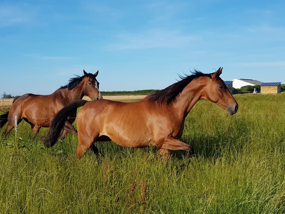 Écurie Des Tévenn en Bretagne dans le Finistère