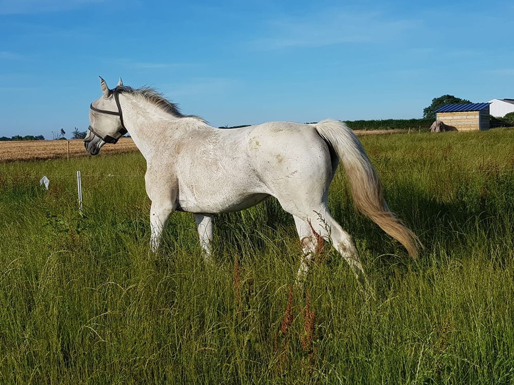 Écurie Des Tévenn en Bretagne dans le Finistère