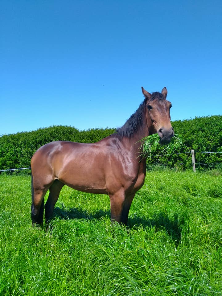 Écurie Des Tévenn en Bretagne dans le Finistère